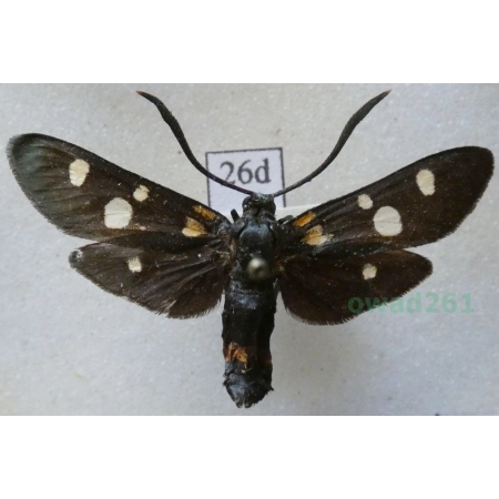 Zygaena ephialtes (Linnaeus, 1767) Kraśnik goryszowiec Czech26d